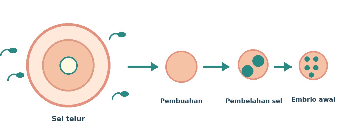 Diagram urutan sel telur, pembuahan, pembelahan sel, hingga embrio awal