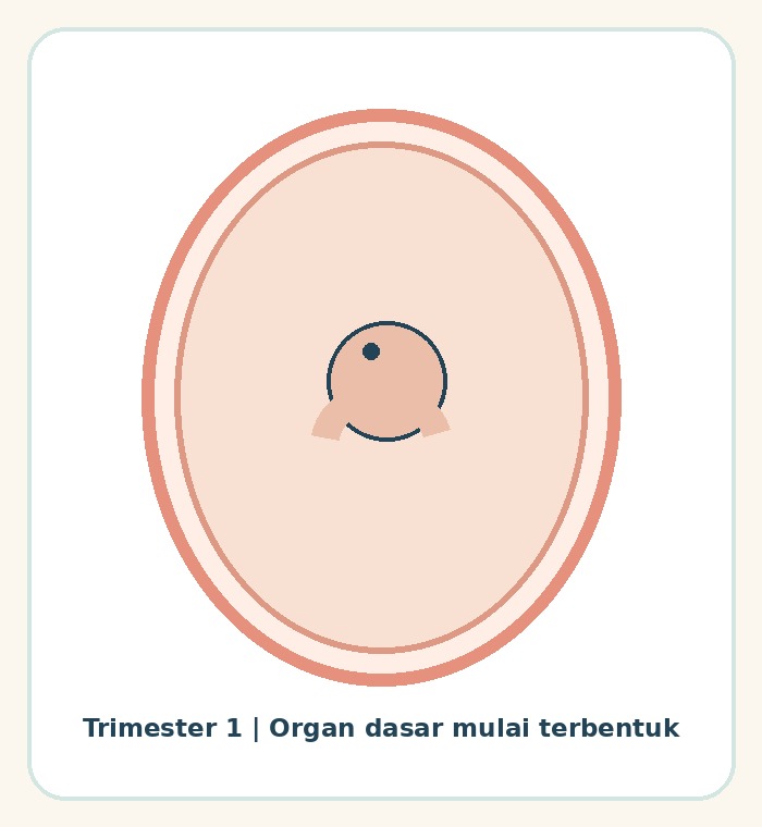 Ilustrasi perkembangan janin pada trimester pertama
