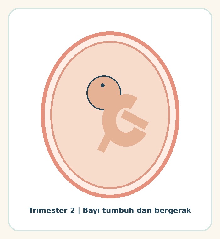 Ilustrasi bayi tumbuh dan bergerak pada trimester kedua