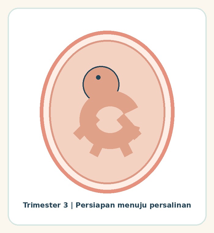 Ilustrasi perkembangan bayi menjelang persalinan pada trimester ketiga